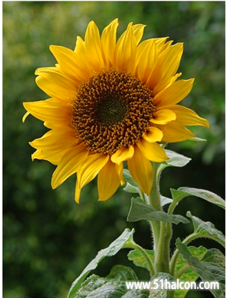 1590106754(1).png
